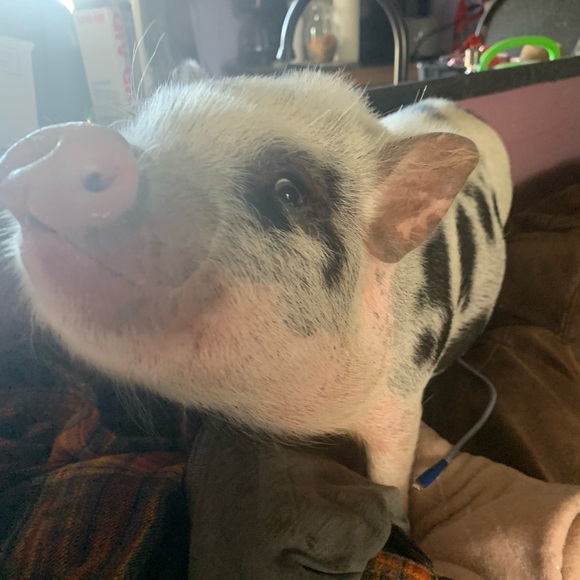 Meet your Posher, Steph marie - Picture 5 of 8